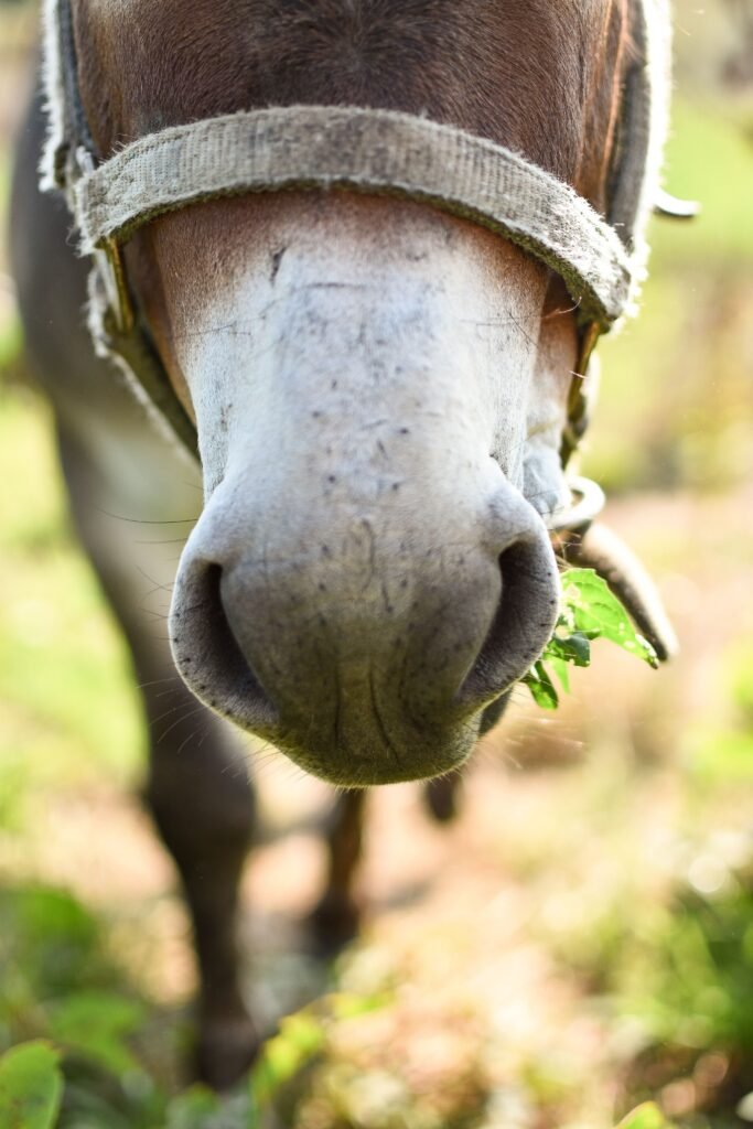A detailed close-up of a horse's snout as it eats grass in a sunny field.